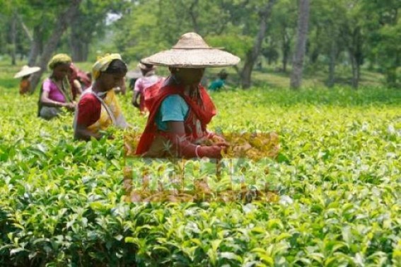 Tripuraâ€™s 54 tea estates undergoing huge losses : Indo-Bangla border tea estates almost lying dead 